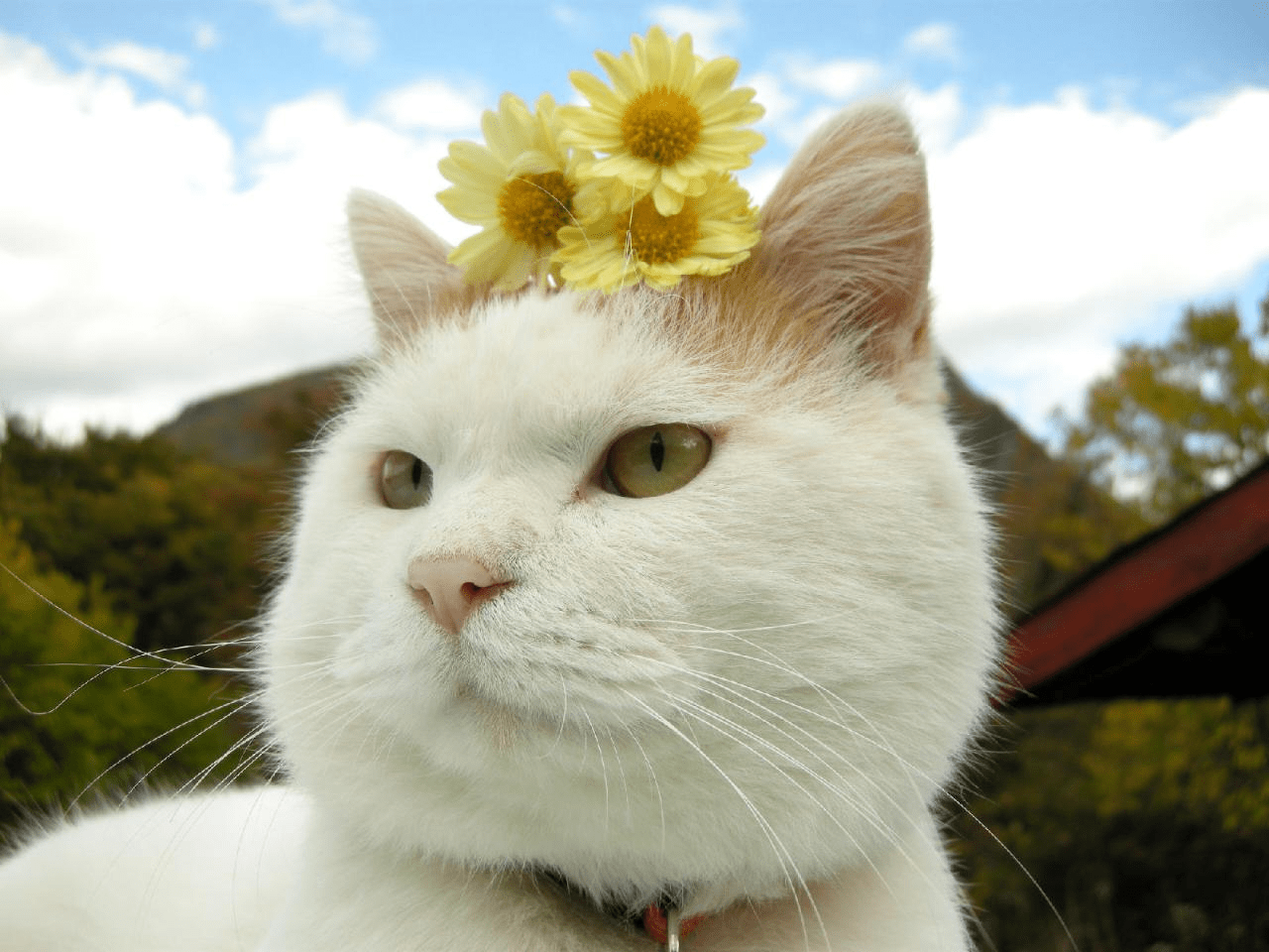 dccbb96b190343c6bf39d8a4e1615dc8.png