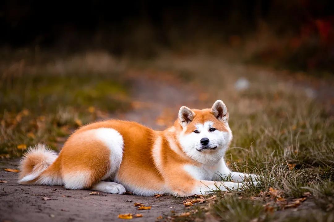 百科 秋田犬 感动世界的忠犬 日本 秋田县 狗狗