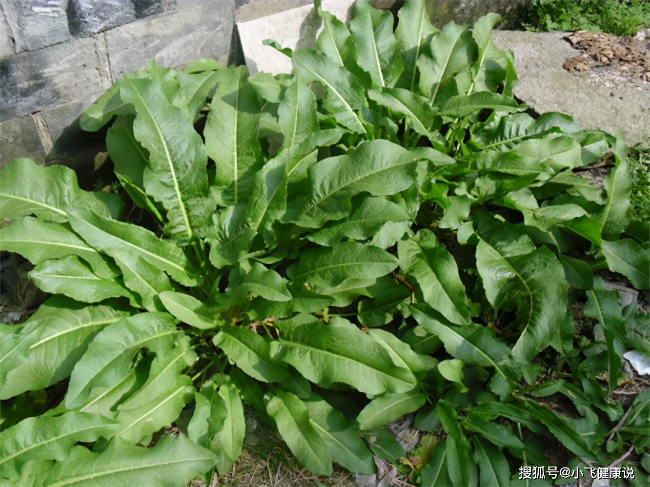 黄菜_木瓜_维生素