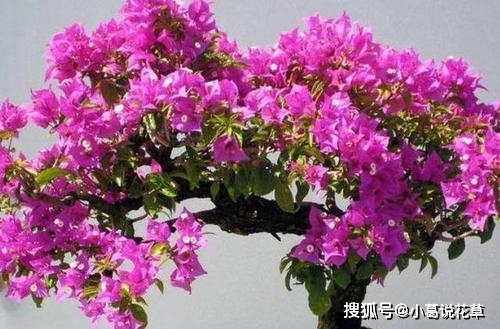 用什么方法可以快速让三角梅生根 949606d277924c218b48c1e015de3ace.jpeg