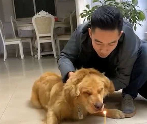网友为了让寿星金毛自己吹蜡烛，主人使出了浑身解数，汪：你开心就好