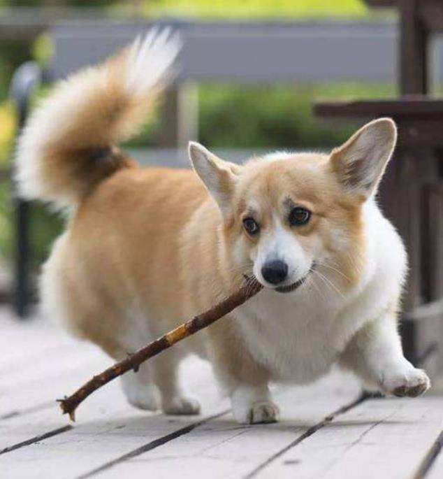 原创柯基犬断尾其实是养宠人的畸形审美