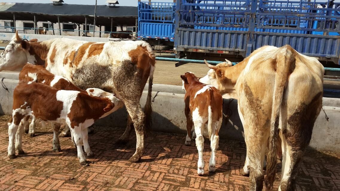 发烧咳嗽,呼吸急促牛呼吸道感染发炎会导致牛发热至40℃~42℃,还会