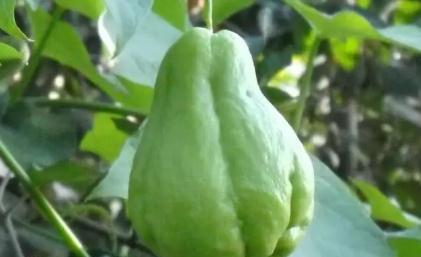 佛手瓜怎么吃能生吃吗 1f2b582ca2a247faa694dc1d05850c82.jpeg