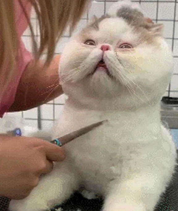 宠物网友带加菲猫去美容，呆滞的眼神好可爱，猫：被抓住命运的后颈脖