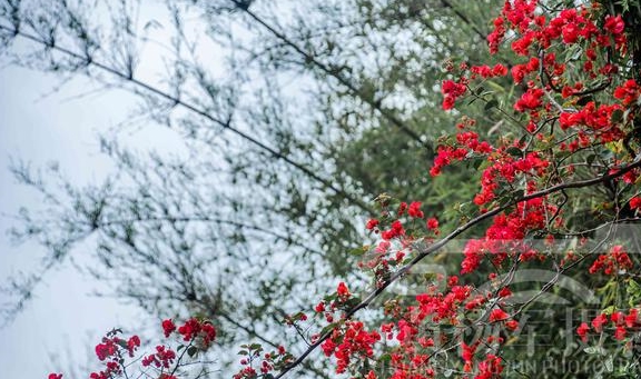 三角梅花娇艳绽放的美丽，花开四季很常见，红艳迷人的花朵特别美