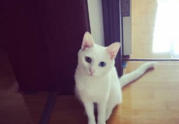 小猫的视力为什么这么好 5459c03068b04278be5827fe1ab76167.jpeg