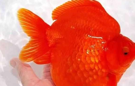 金鱼为什么颜色变浅