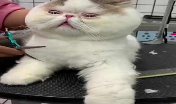 宠物网友带加菲猫去美容，呆滞的眼神好可爱，猫：被抓住命运的后颈脖