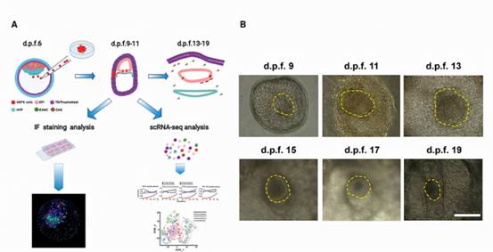 中美|中美科学家进行“人猴杂交胚胎”实验，20天后，为何要销毁？