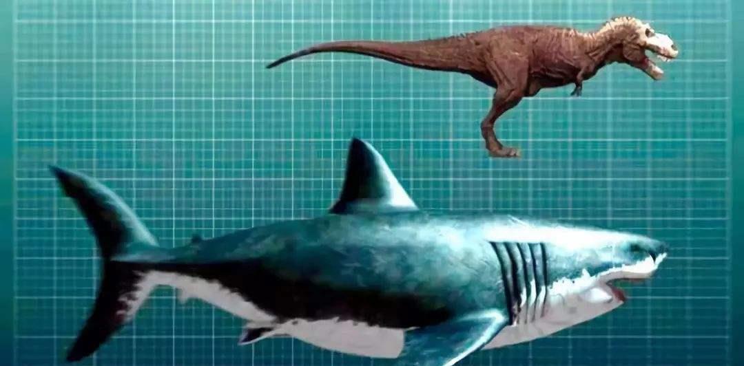 巨齿鲨的祖先最大图片