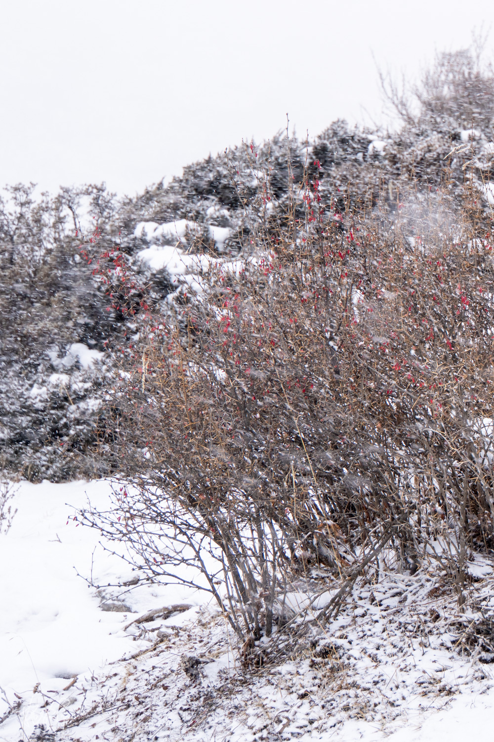 贡嘎雪山|瞻仰贡嘎雪山的绝佳机位，封山了的冷嘎措到底有多美