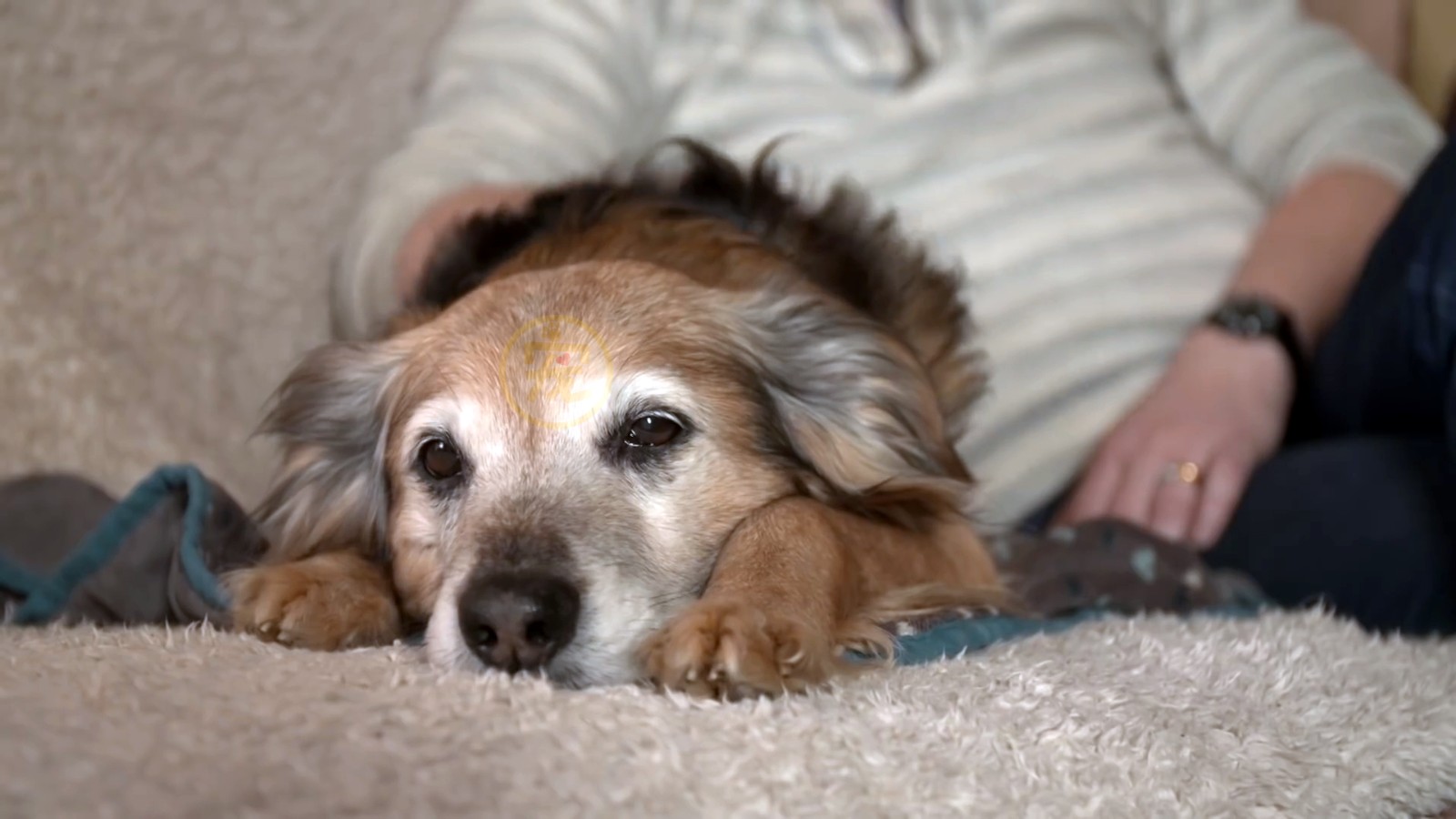 陪伴主人15年的狗狗,因生病被遗弃室内,食物被吃光后默默等死_毛孩子
