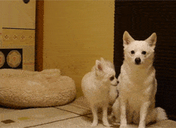 ��ЦGIFȤͼ�����Ͽ���ͬѧ��������Ȧ�������������