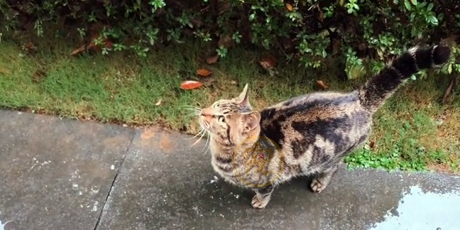 因为同伴被困空房子，流浪猫向人类求助，获救后它竟主动让出食物