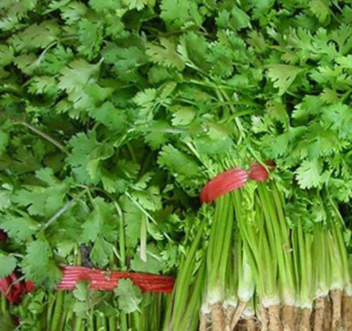 香菜种子可以代替香菜吗 a9fa4072133443e28ac1eb4a60cdaa75.jpeg