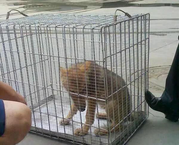 观 重返狼群 ,记录美女李微漪和狼王格林,十一年的人狼之恋