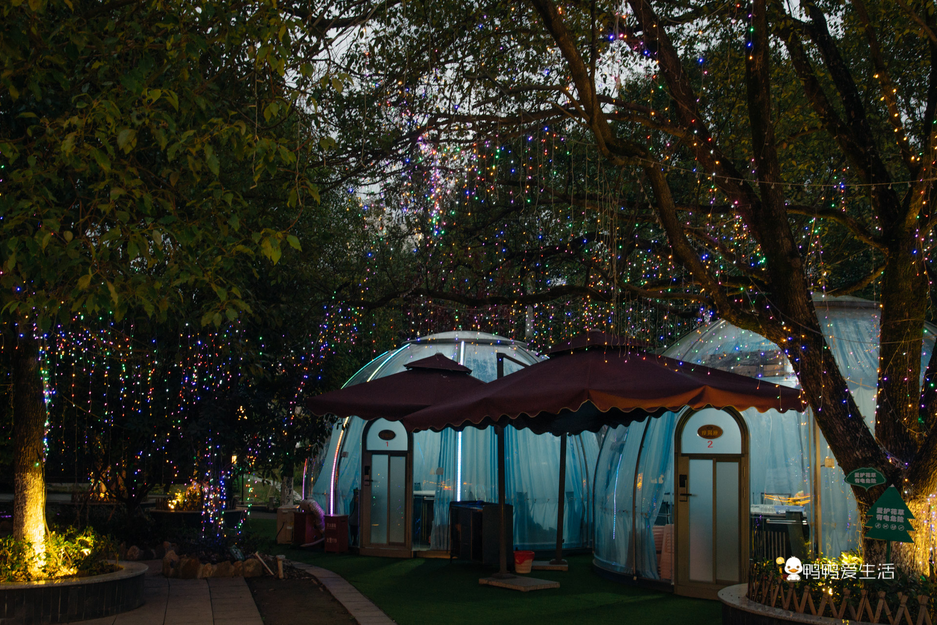 茶树菇|长汀不仅有古韵建筑，还有亮闪闪的星空泡泡屋，浪漫唯美又好吃！
