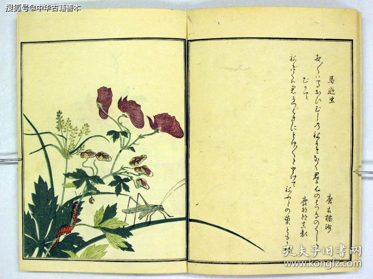 古籍|画本虫撰：浮世绘大师喜多川歌麿的昆虫画册