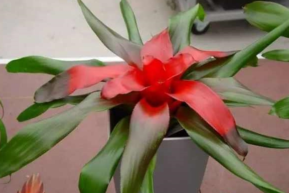 凤梨要剪叶子吗 fe002d99cc834a048427e0c397278759.jpeg