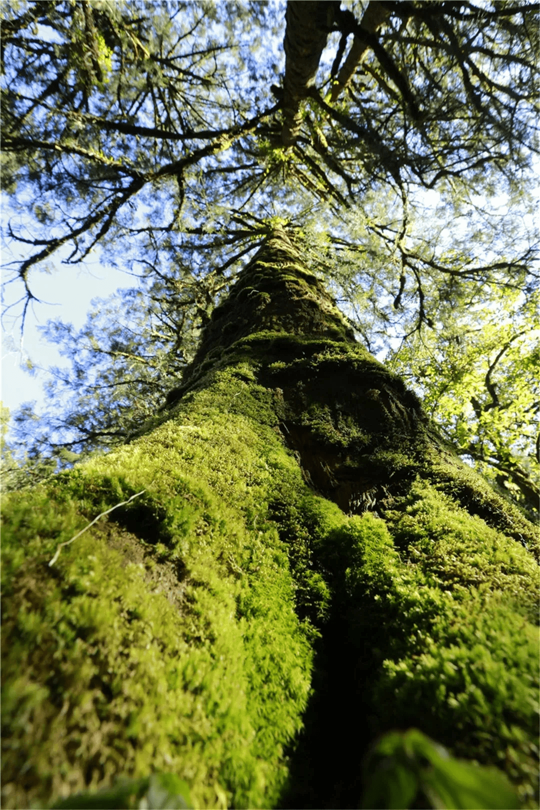 森林|探秘高黎贡山