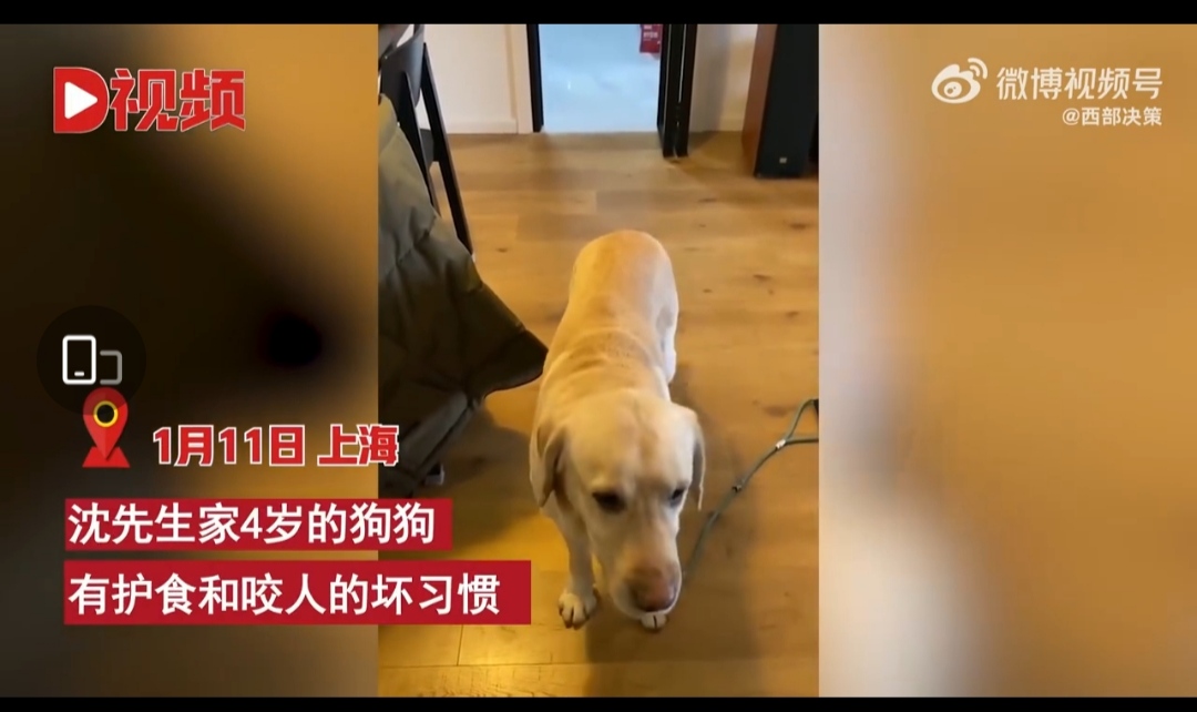 方法男子送狗上学欲使狗变乖，结果却…