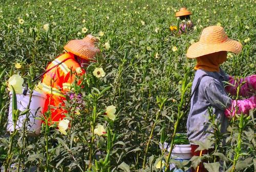 洋辣椒怎么吃降血脂