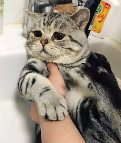 异国最适合男生养的5种猫，有了它们还要啥女朋友？告别吃狗粮！