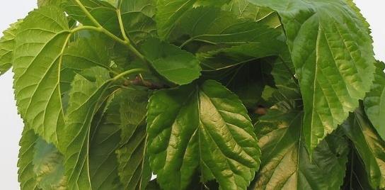 cdc0eab6252c436dbfc19e38309e4b23.jpeg