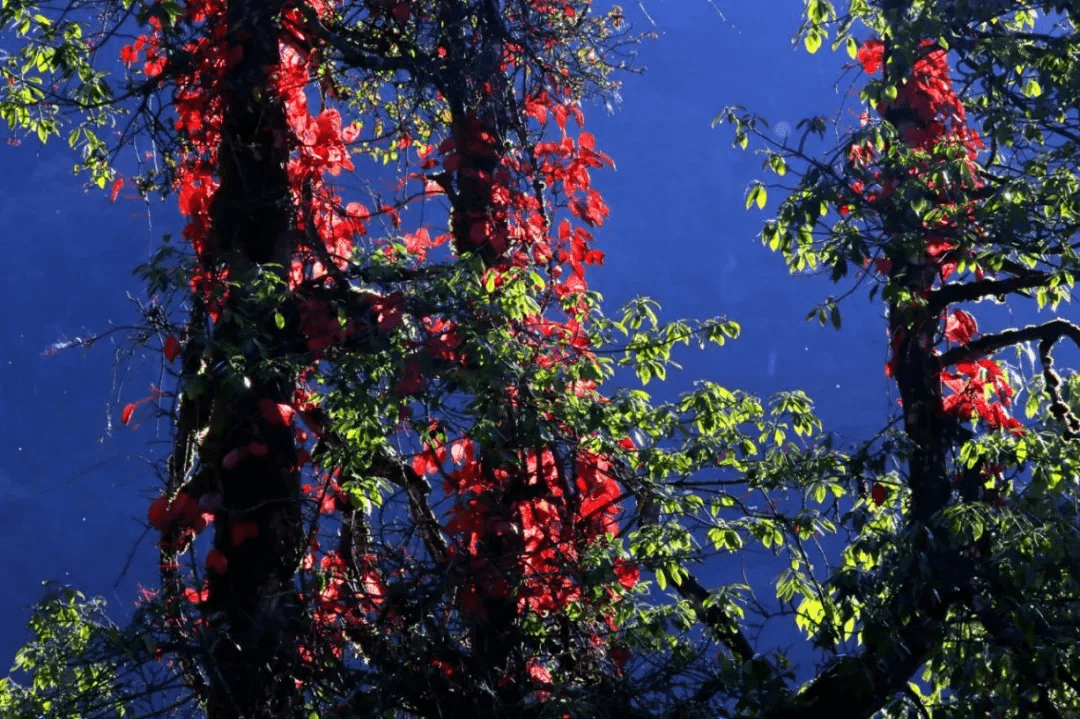 森林|探秘高黎贡山