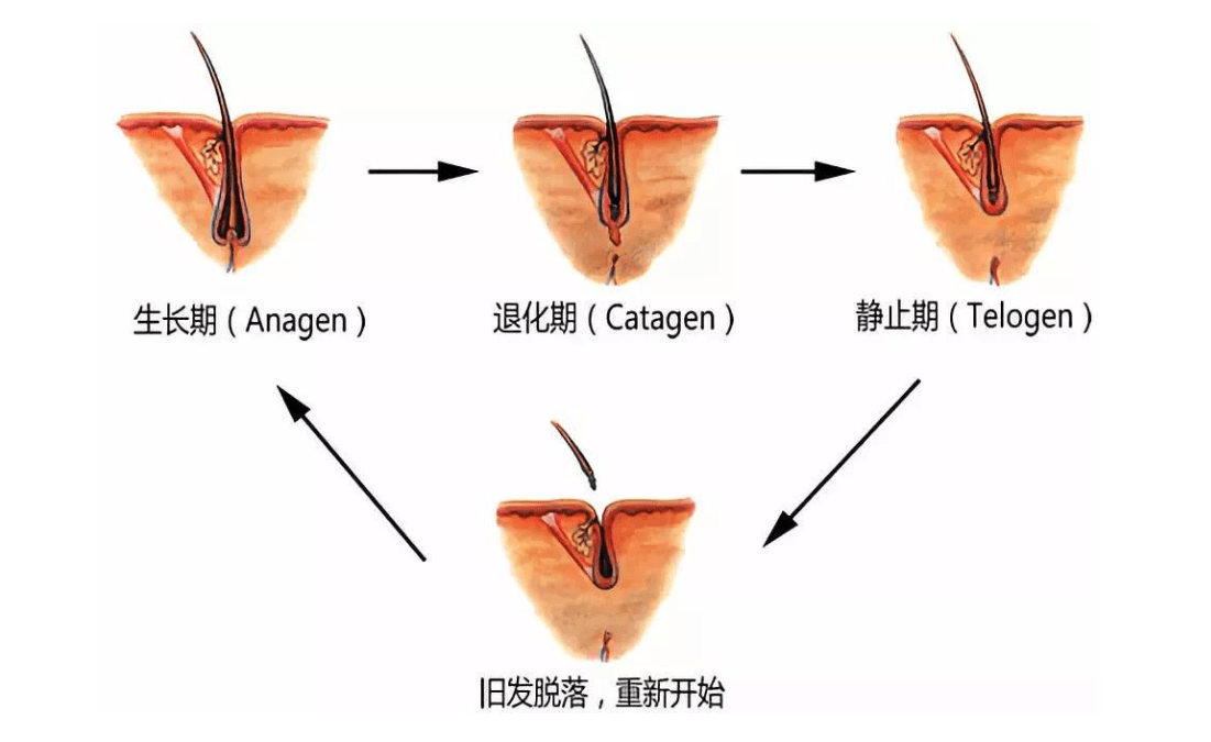 因为为什么男性的眉毛会因为年龄增大变得更加浓密，但头发却在变少？