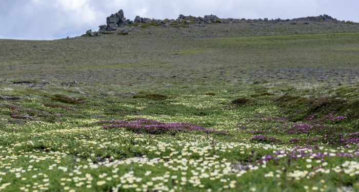 逆周期转型加速厨电头部效应，第一阵营方太继续稳稳领跑-家电圈官网
