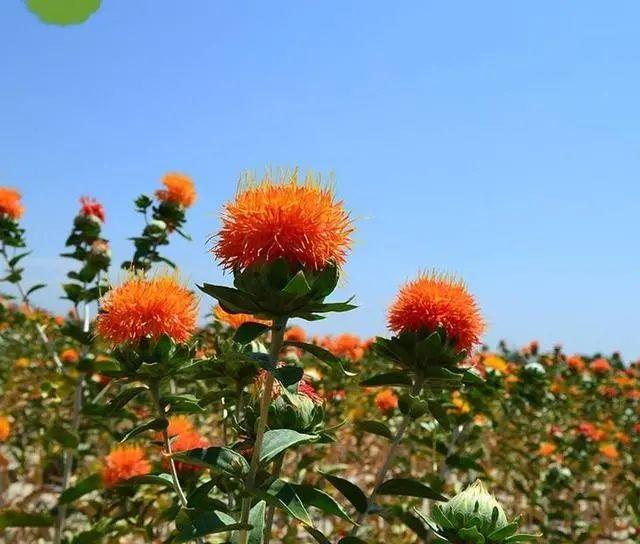 中药红花植物图片图片