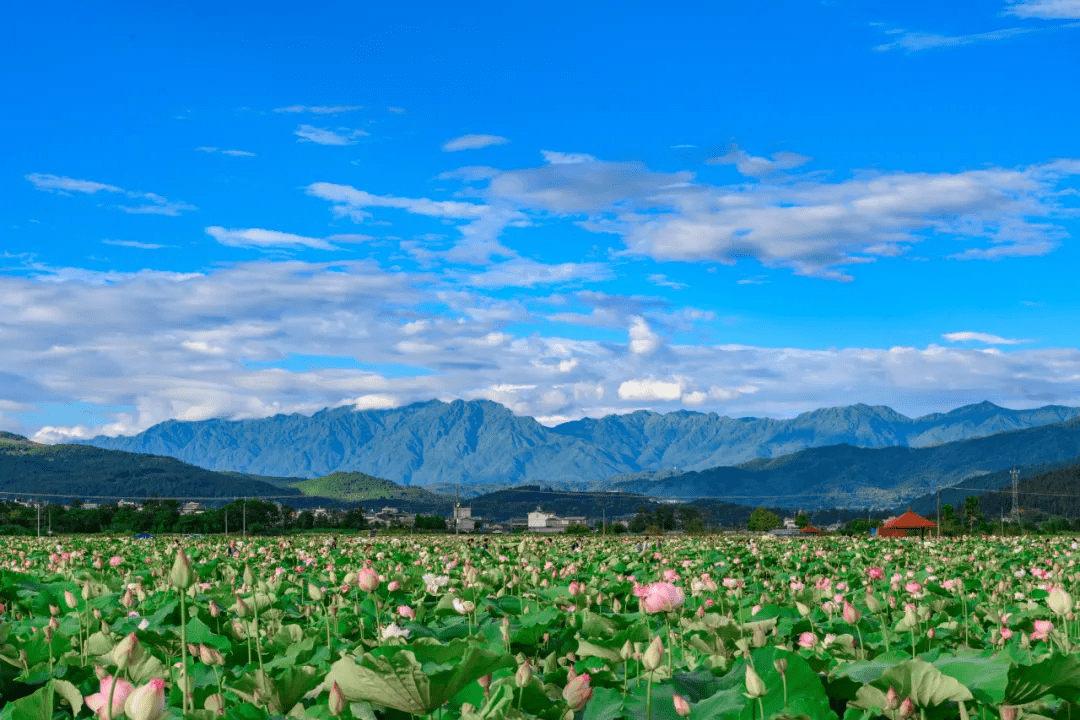 古诗里|夏季腾冲，密绿叠如浪