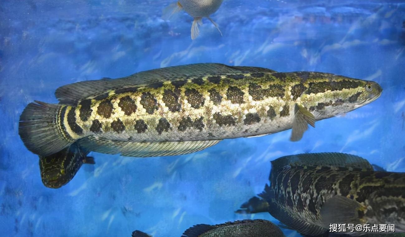神秘蛇头鱼入侵美国,1米多长壮如猪,难搞程度超过亚洲鲤鱼_黑鱼_湖泊_