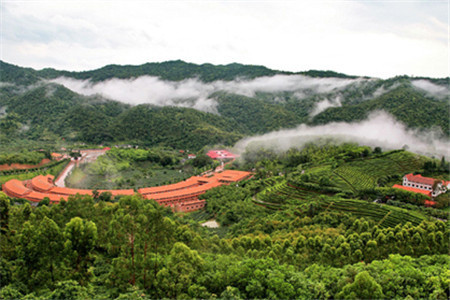 广东一5A景区走红景区以茶文化为主题群山环抱深受游客喜爱(图3)