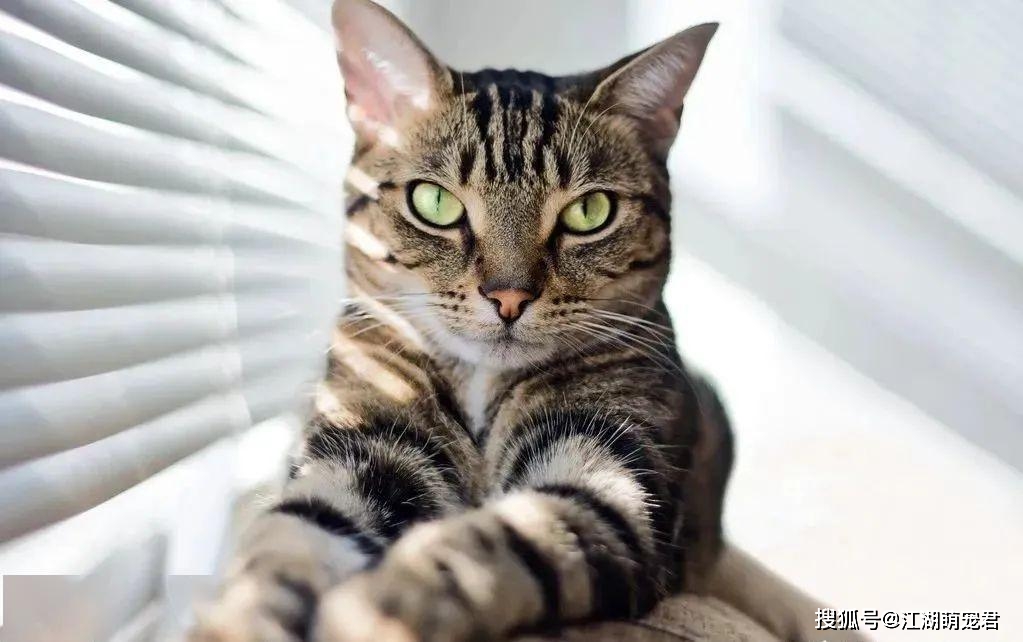 土猫”也有不同的种类！这几种颜值超高的田园猫，你认识吗_搜狐网