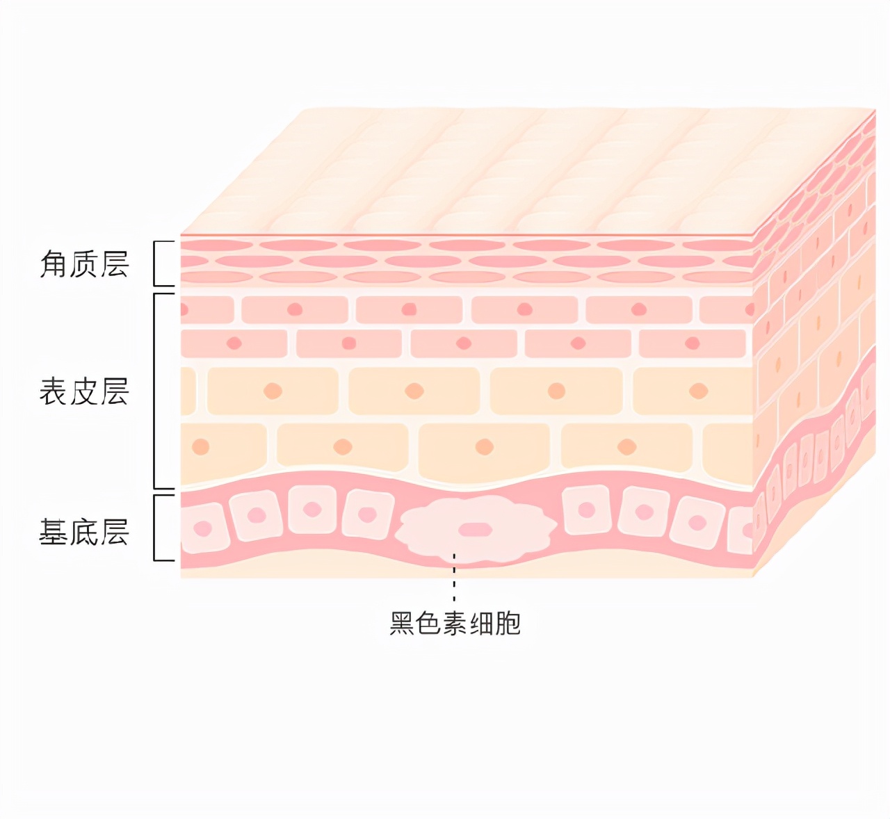 产品天肌雪：美白淡斑产品怎么选？先看这几个成分