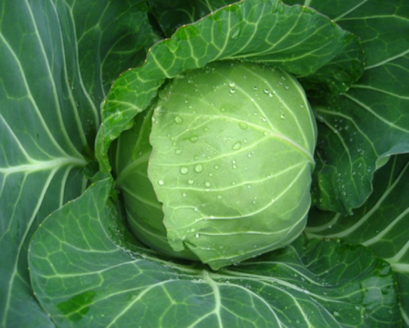 甘蓝叶球开裂是什么原因造成的如何防治