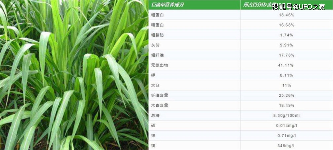 有关于巨菌草营养丰富的说法,那也是有着数据支撑的.
