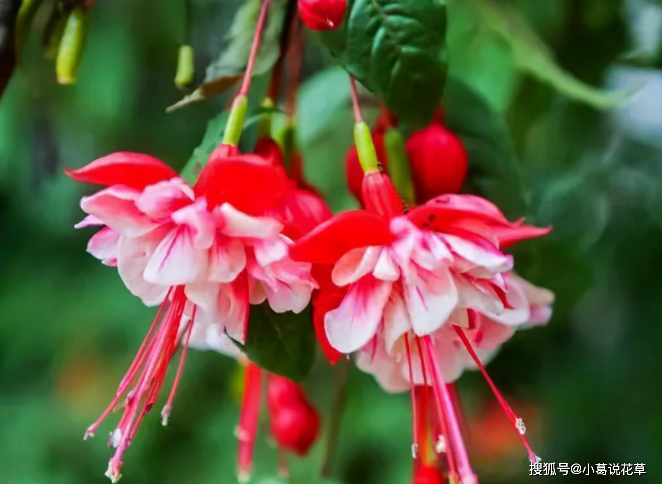 倒挂金钟好看花期长,但是夏季难度过,提前教你度夏"小技巧"_开花_时候