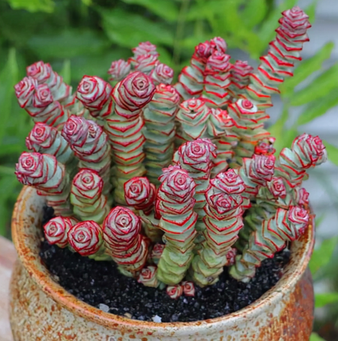 レクサス 多肉植物ハンドメイド - gelda.com