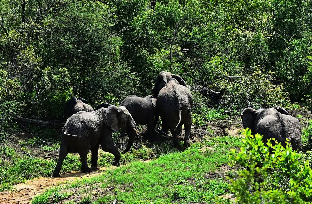 感天动地：男子枪口下救大象，病逝后21头大象步行12小时参加葬礼