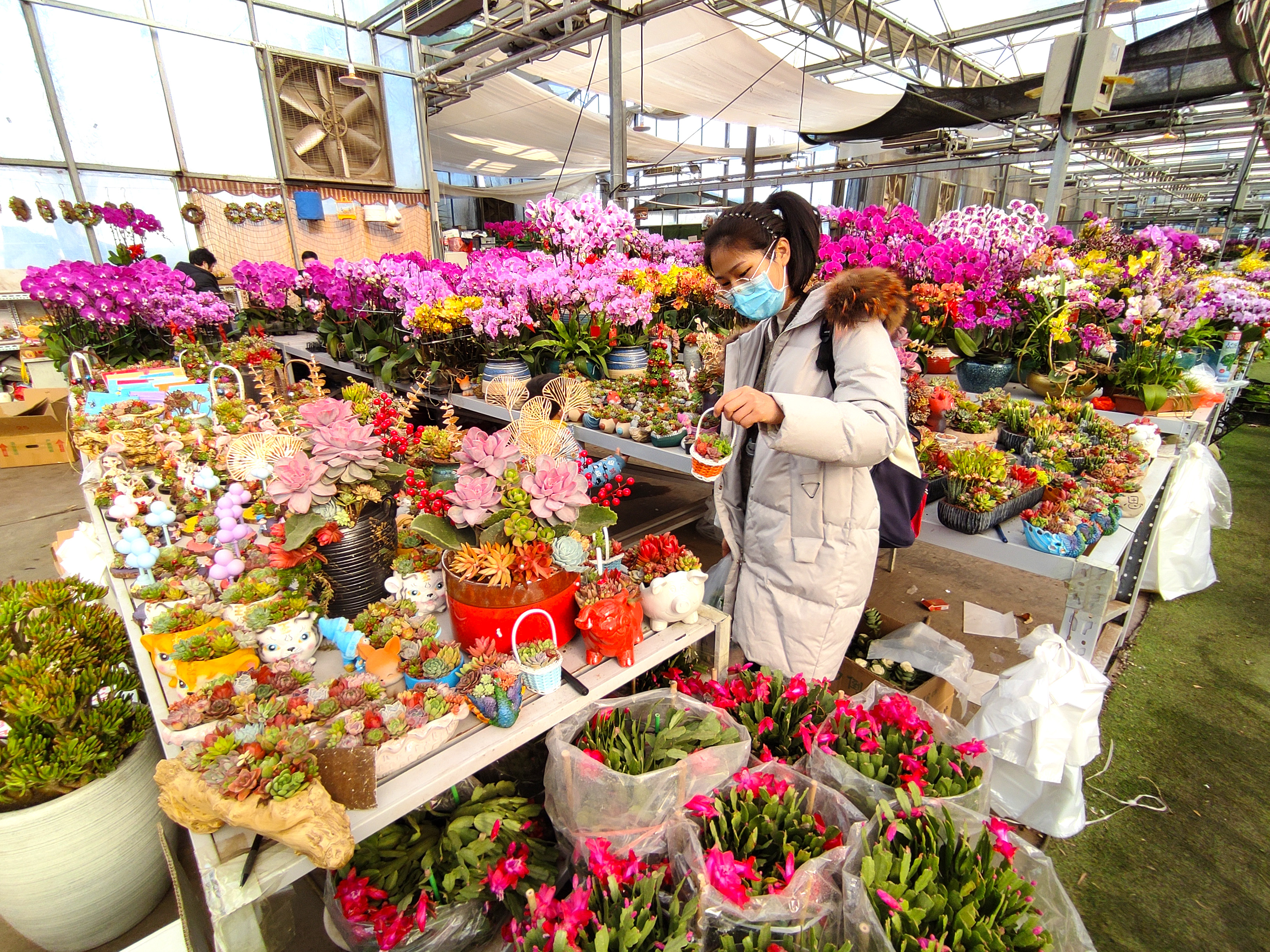 原创北京小众花卉市场上百种鲜花盆栽价格便宜3个大厅堪比植物园