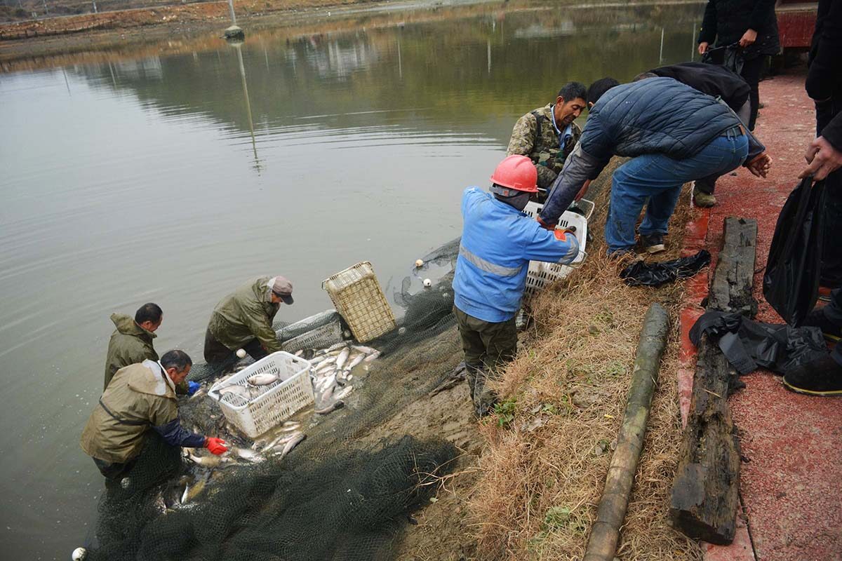 農村人挖池塘養魚一年集中捕撈一次看為啥天天有收入