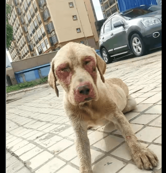 拉布拉多患病被抛弃,不小心跑进店里又遭毒打,连兽医都拒绝救治_狗狗