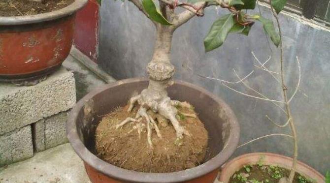 桂花苗出售