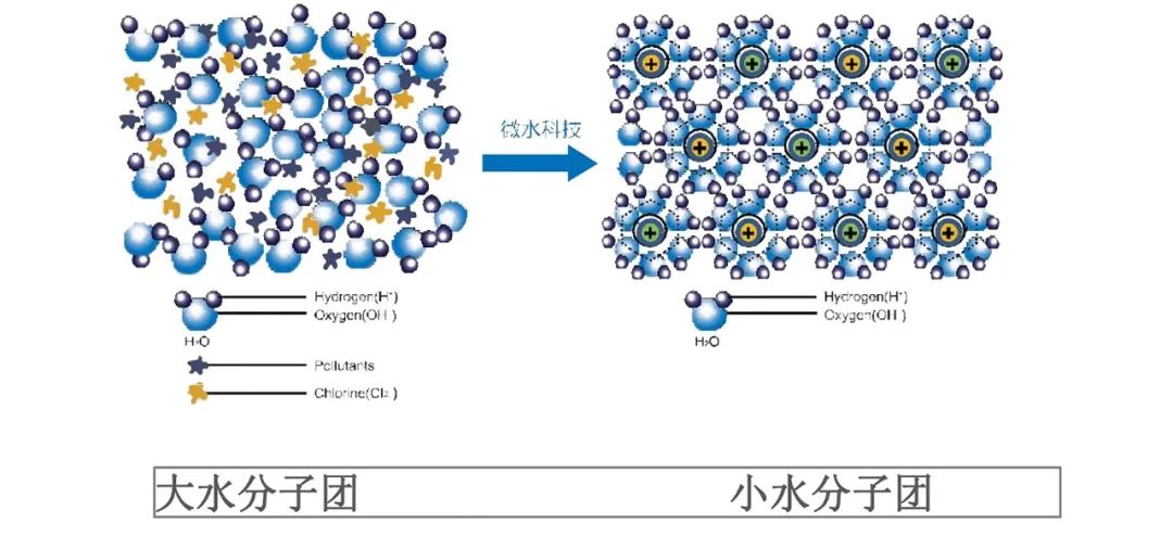 品牌英诺赋颜动能素 科普
