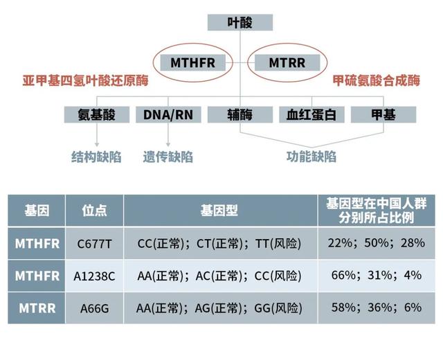 叶酸检查报告单图片图片