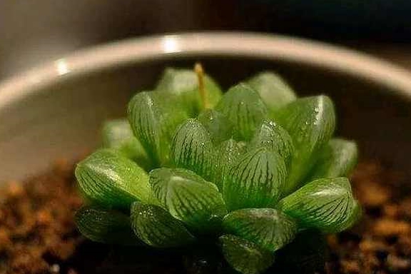 新手如何养玉露